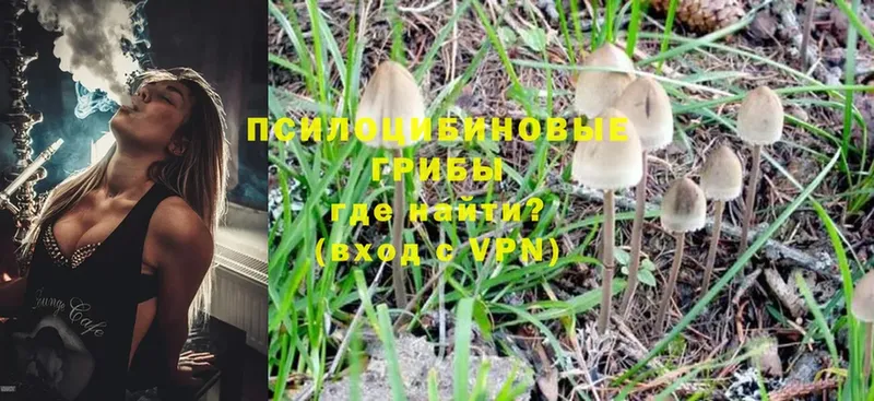 OMG   Новомосковск  Псилоцибиновые грибы Magic Shrooms  цена наркотик 